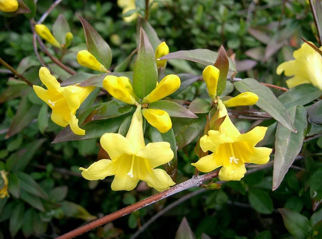 Jasmine Blooming and Honey Bees