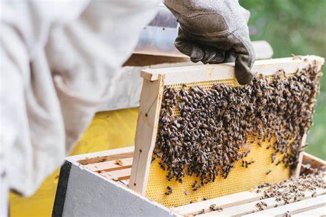 Beekeeping Supplies